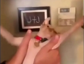 Gyrate whip korean gay cam porn