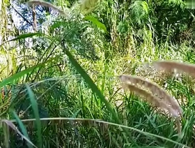 Trabalhadores trepando dentro do mato escondido dos patrões. - EXCLUSIVOS NO SHEER.COM hot dad porn gay